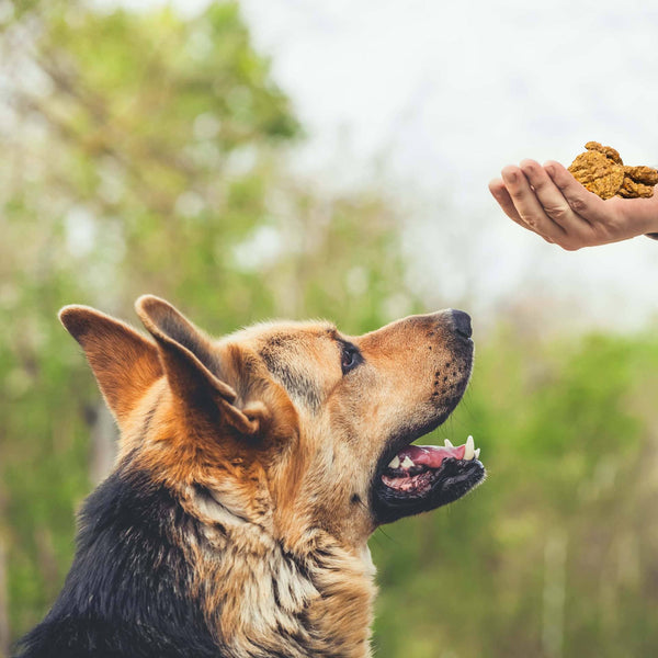 Sweet Potato Turkey Pet Treats – Brod & Taylor Australia